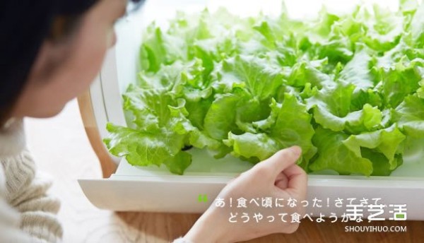 Foop, a small indoor vegetable garden that allows you to easily grow vegetables at home