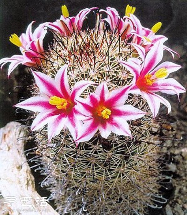 Beautiful Cactus Flower