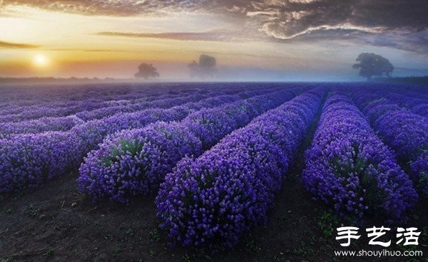 Lavender Family Farm in Somerset, UK