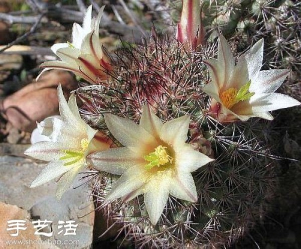 Beautiful Cactus Flower