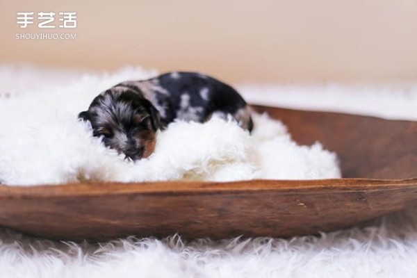 Healing Picture: A 100% Adorable Newborn Dachshund Baby