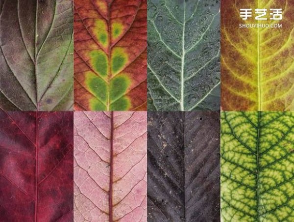 Use photography to preserve the beauty of leaves like a beautiful patchwork of leaves