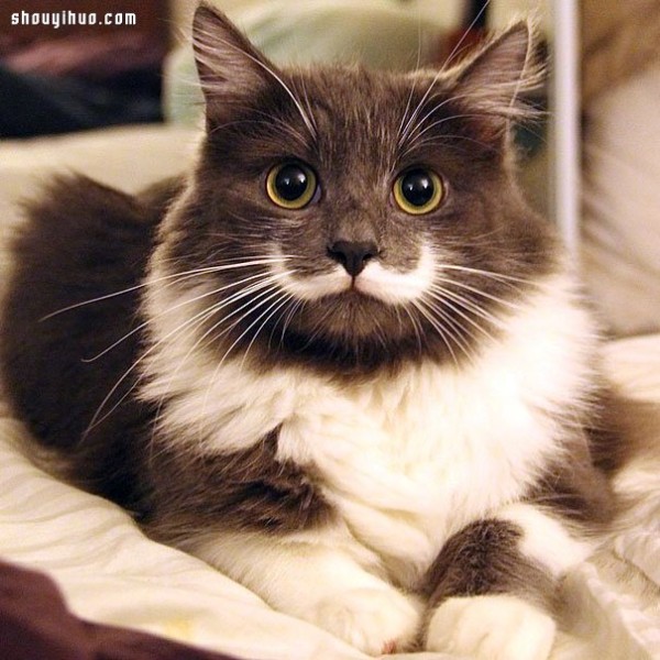 18 world-famous cat stars that are irresistible