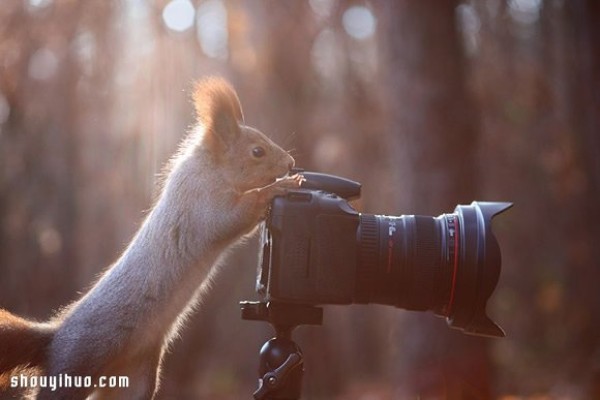 Heart melts with the snow! Cute snow squirrel photography