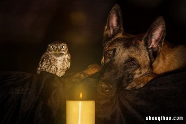 Real fairy tale ~ The pure love friendship between the little owl and the big dog