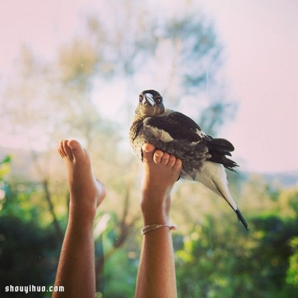 The heart-warming story of the little boy Noah and the magpie Penguin