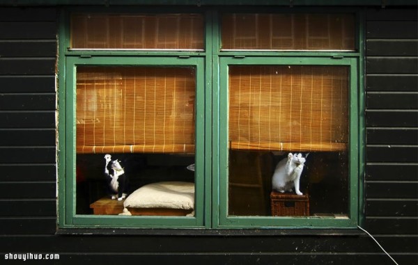 Its melting! Super cute animals staring through the window~