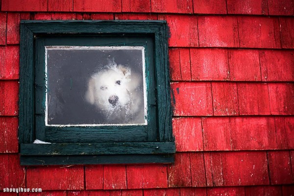 Its melting! Super cute animals staring through the window~