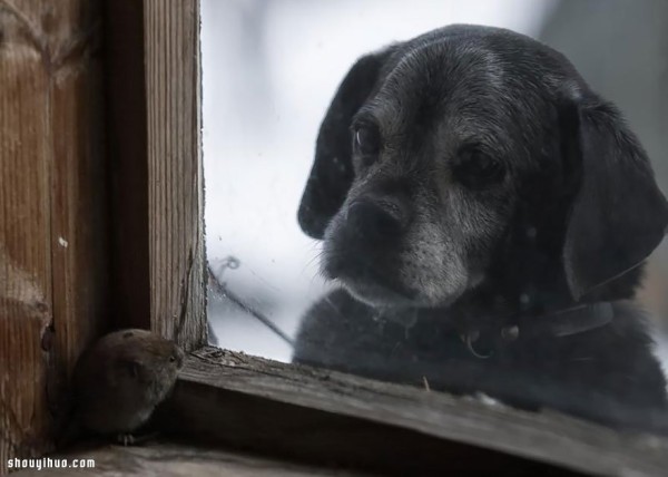 Its melting! The super cute animals stare through the window~