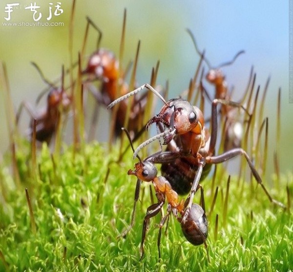 Macro photography: The magical world of ants