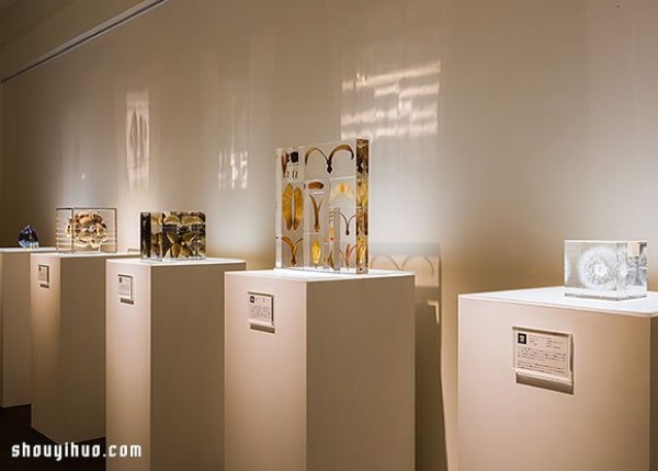 Exhibition of Herbarium Works in Kyoto to Heal the Universe in Cubes