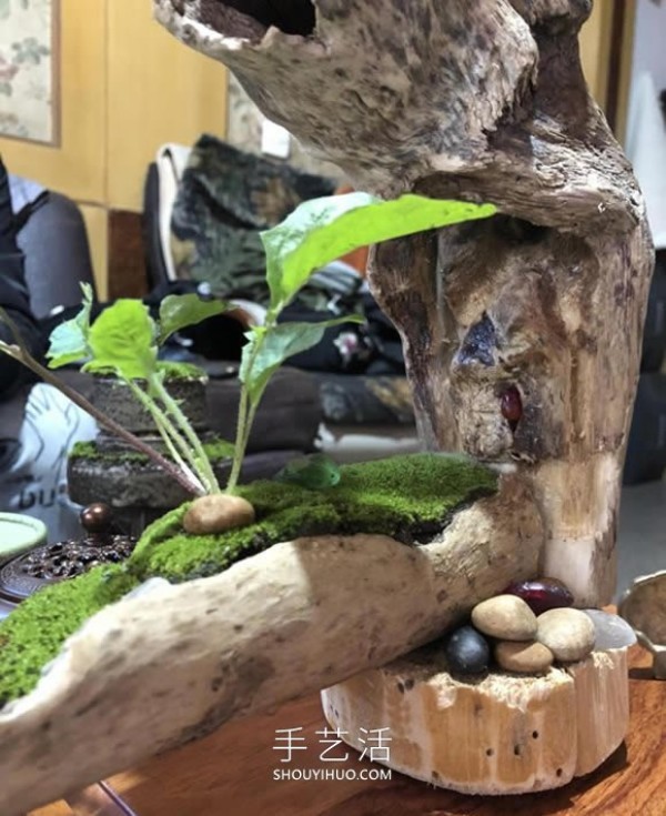 How to make bonsai shapes out of dead wood