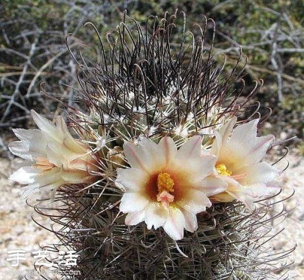 Beautiful Cactus Flower