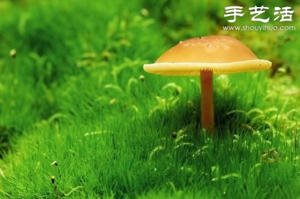 Beautiful and dreamy mushrooms, it turns out that mushrooms can also be viewed