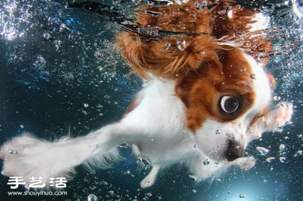 The photographer guides the puppy to swim to capture cute and natural pictures