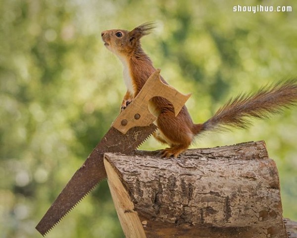 The scenery seen from the window of my house: the funny squirrel paradise!