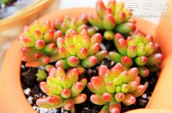 Introduction to succulent plant care and how to care for succulents