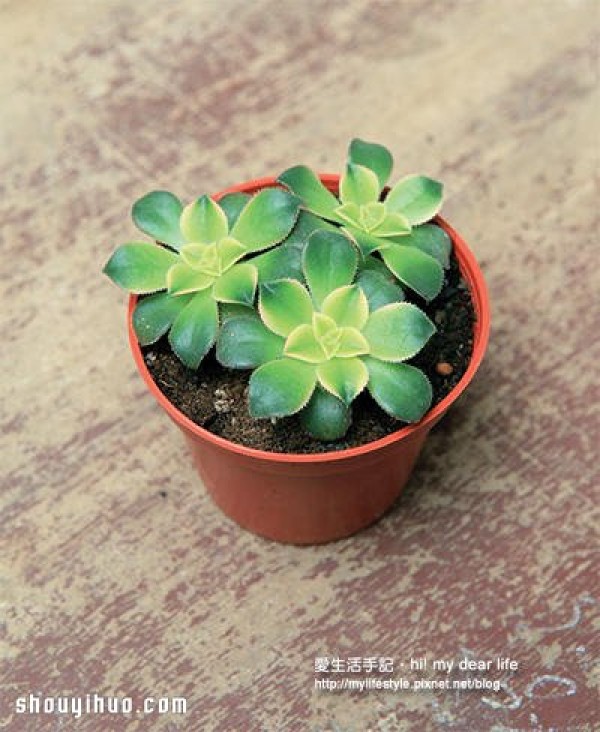 What is suitable for planting in winter? A combination of succulents that are more beautiful the colder it is