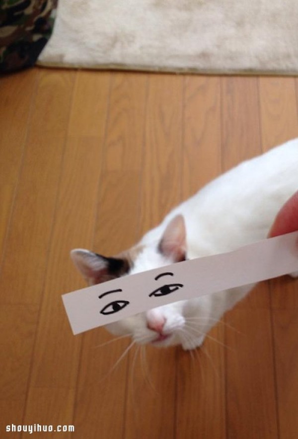 Japanese cat slaves hand-painted funny eyes DIY super spoof cat cute photos