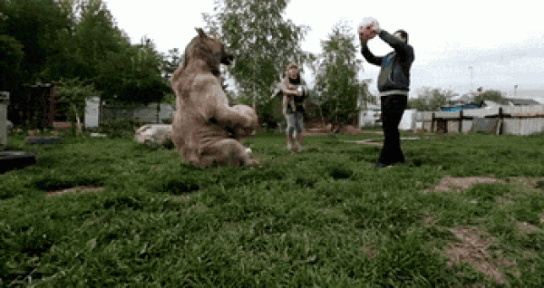 Just like a fairy tale, a big bear can also become a partner of humans