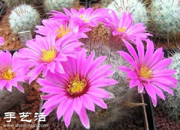 Beautiful Cactus Flower