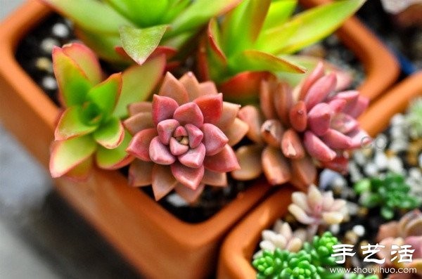 Beautiful and fresh succulent plant arrangement