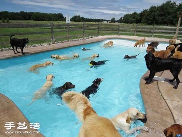 Happy pool party for dogs to have fun!