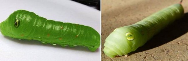 Caterpillar gummies, do you have the courage to eat them? 