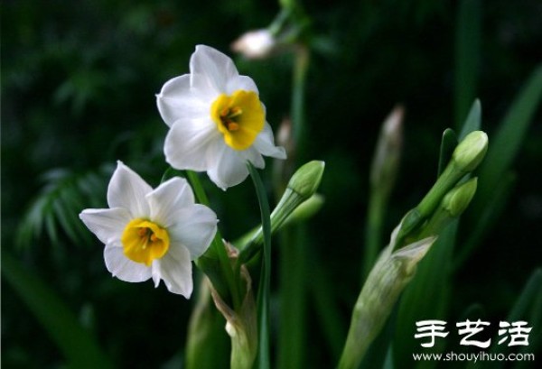 How to grow narcissus, how to grow narcissus