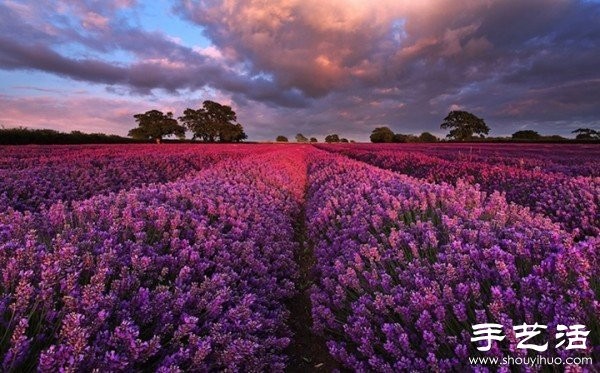 Lavender Family Farm in Somerset, UK