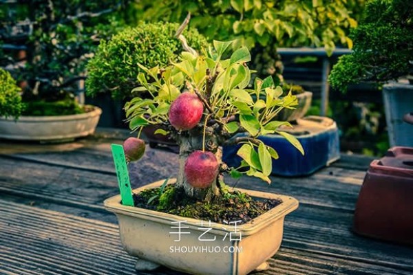 Mini bonsai tree DIY! Full-size apples and other fruits can be grown