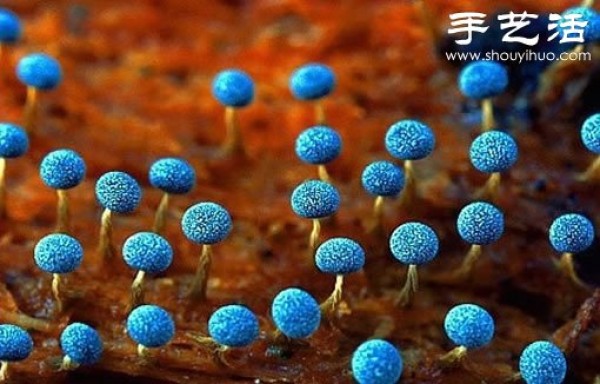 Beautiful and dreamy mushrooms, it turns out that mushrooms can also be viewed