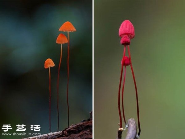 Incredible beauty: Appreciation of beautiful photography of fungi