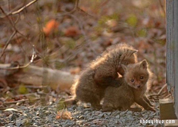 Cute photos of a fox baby that vindicates its treacherous image! 