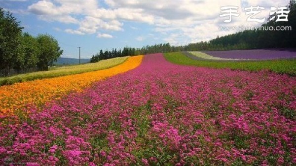 The top ten most beautiful seas of flowers in the world are stunning in their natural beauty