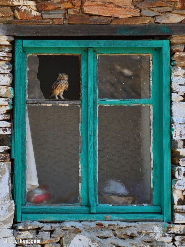 Its melting! Super cute animals staring through the window~