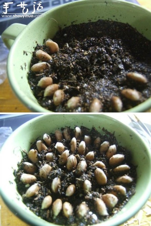 Grapefruit seed sowing DIY "little forest in the cup"