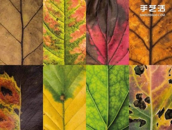 Use photography to preserve the beauty of leaves like a beautiful patchwork of leaves