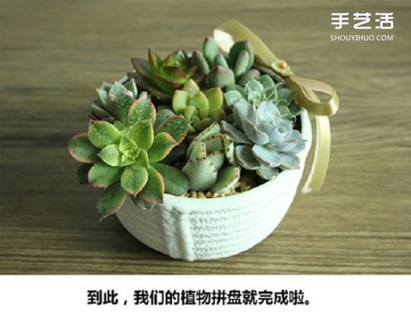 How to grow succulents, how to grow succulents, how to make a succulent platter, how to make