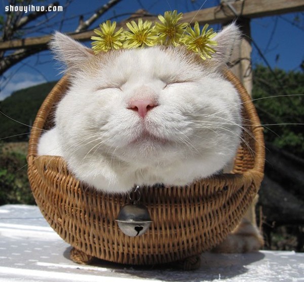 18 world-famous cat stars that are irresistible