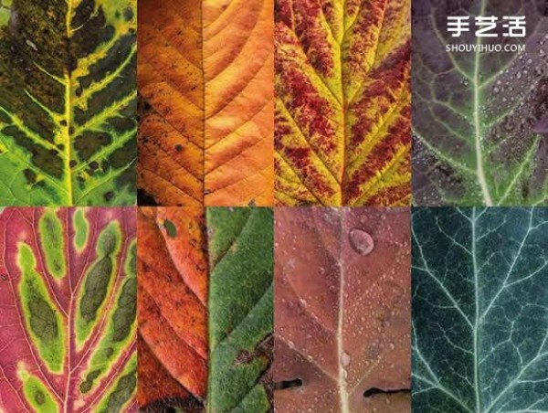 Use photography to preserve the beauty of leaves like a beautiful patchwork of leaves