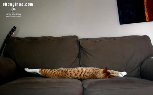 18 world-famous cat stars that are irresistible