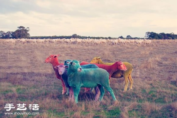 Fantasy Color Sheep Photography "DREAM SERIES"