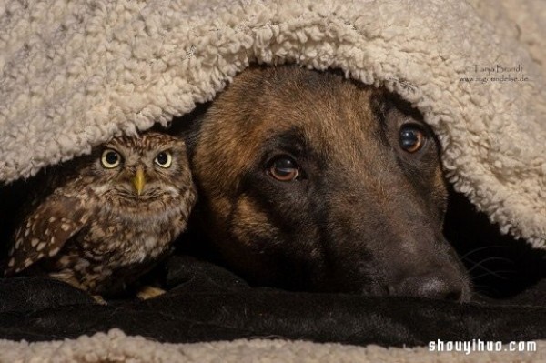 Real fairy tale ~ The pure love friendship between the little owl and the big dog