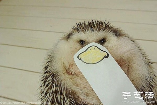 Little Creative DIY Super Cute Hedgehog Photography