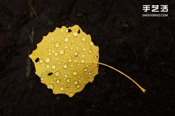 Use photography to preserve the beauty of leaves like a beautiful patchwork of leaves