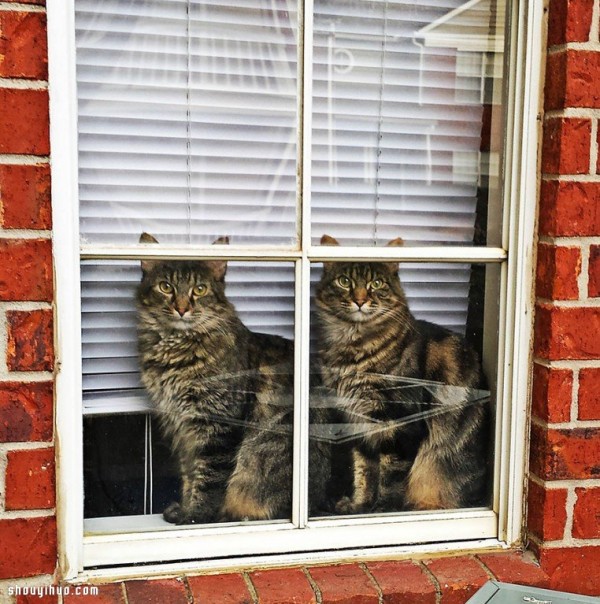 Its melting! The super cute animals stare through the window~