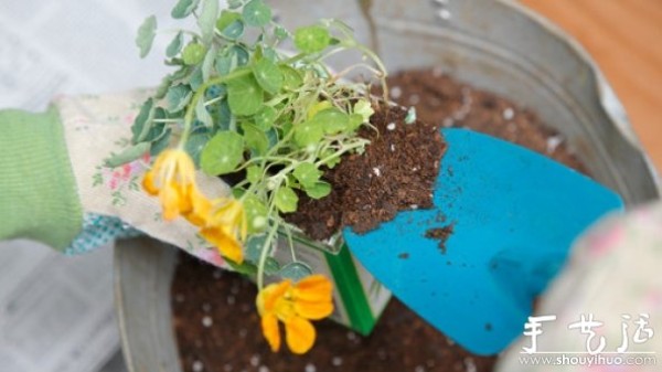 How to transplant flowers and plants, methods of transplanting flowers and plants