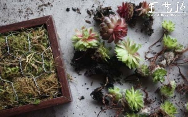 Tutorial on handmade succulent picture frame