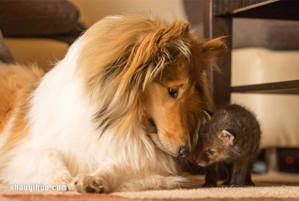 The cross-race family relationship between the fox baby and the sheepdog mother!